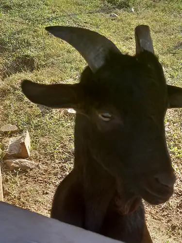Rancho Miel. 6 chivo rancho miel jarabacoa