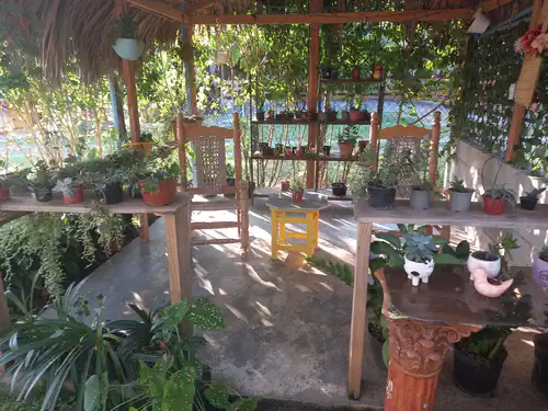 Rancho Miel. 12 plantas rancho miel jarabacoa