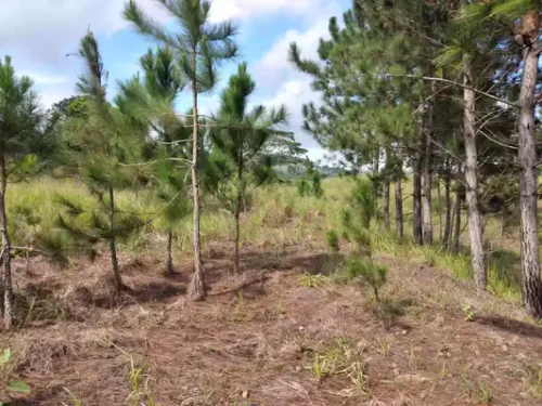 lotes terreno venta_ arabacoa