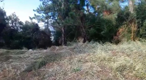 solar proyecto jarabacoa